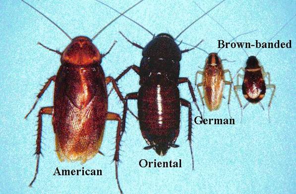 Cockroach species that commonly inhabit human dwellings include the following: German cockroach (Blattella germanica); American cockroach (Periplaneta americana); Oriental cockroach (Blatta orientalis); brown-banded cockroach (Supella longipalpa); Australian cockroach (Periplaneta australasiae); smoky-brown cockroach (Periplaneta fuliginosa); and brown cockroach (Periplaneta brunnea)
