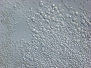 Eurotium spores are transparent and colorless.