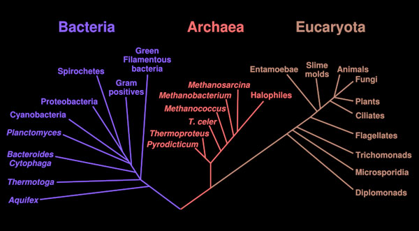 Phylogenetic tree