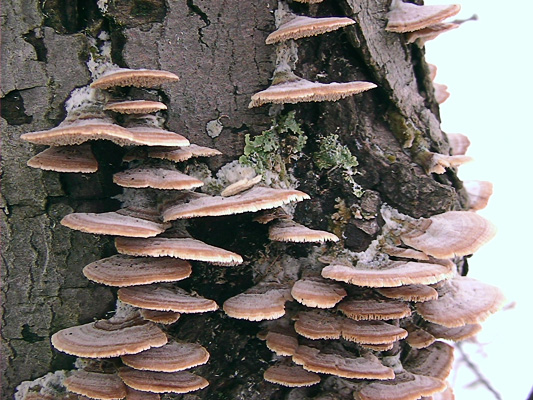Orange-brown polypore fungus (family Polyporaceae), with some leafy (