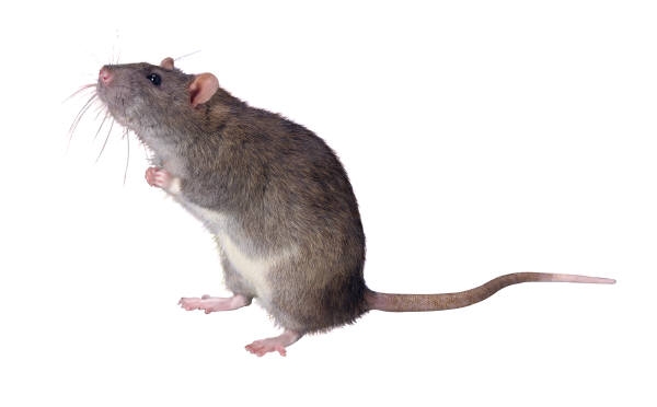 Mouse and rodent allergens are common in houses and classrooms