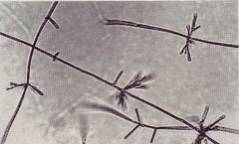 Streptomyces with monoverticillate spore-bearing structures.